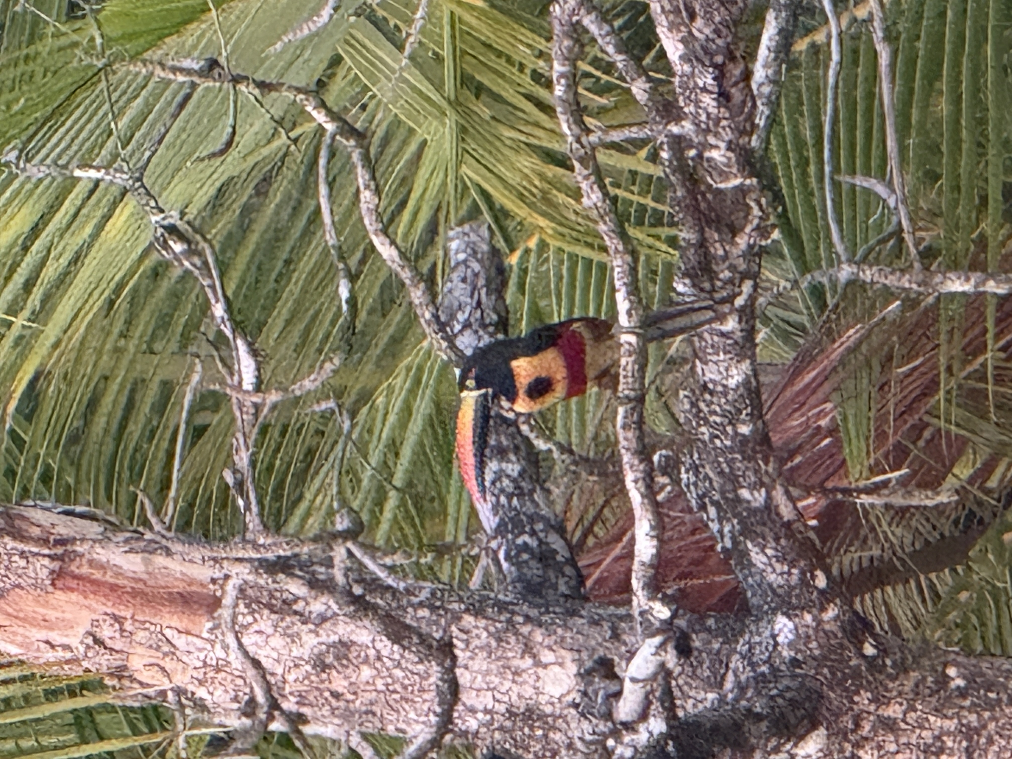 Toucan in Costa Rica